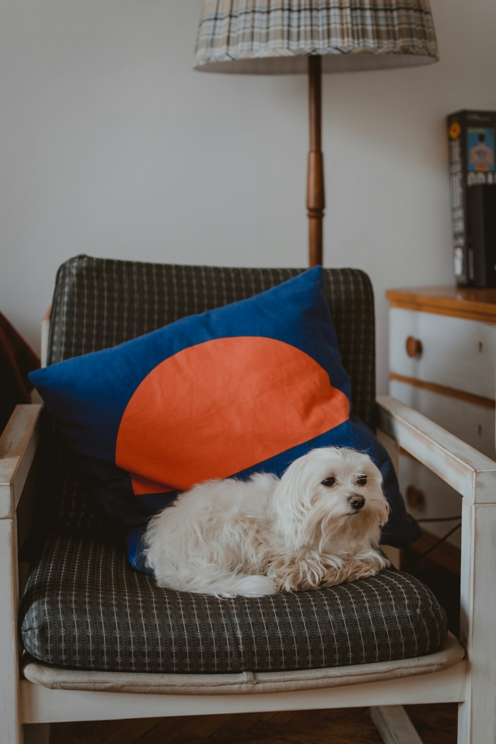 long-coated white dog on chair near pillows