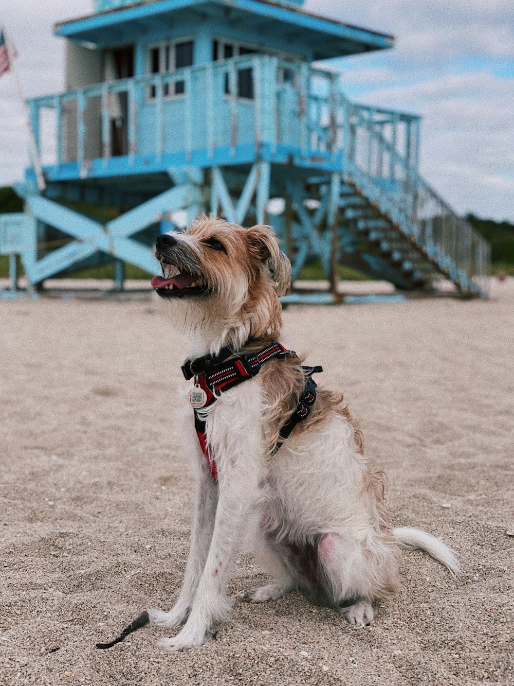 brown and white long-coat dog sitting on brown sand during cloudy day