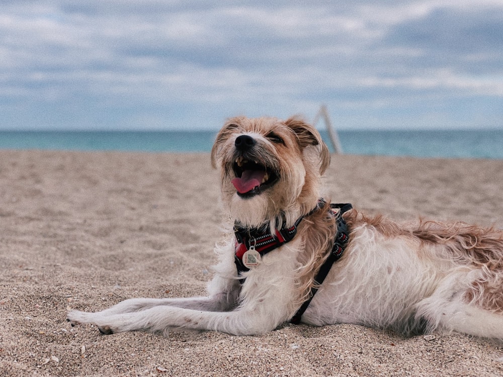 adult tan and white shih tzu on the beach