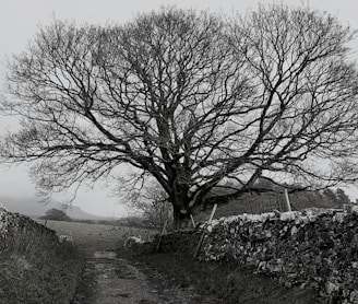 bare tree beside dirt road