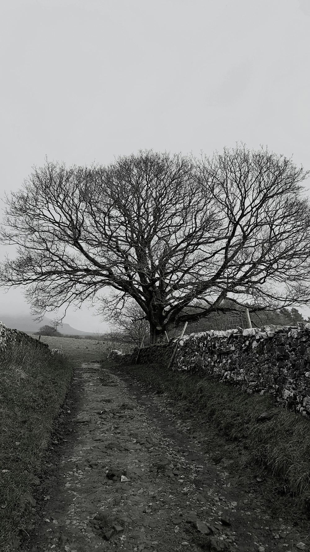 bare tree beside dirt road