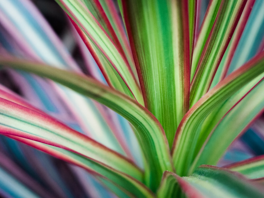 macro photography of green and maroon leaf plant
