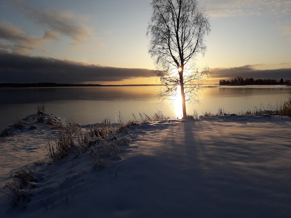 silhouette of tree nea calm lake during sunrise