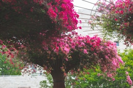 A vibrant display of blooming pink and magenta flowers set atop an intricate trellis structure, with lush greenery visible in the background. The arrangement creates an arch-like formation with sunlight filtering through, highlighting the textures and colors.