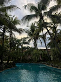 A sparkling blue residential pool under tropical palm trees at sunrise.