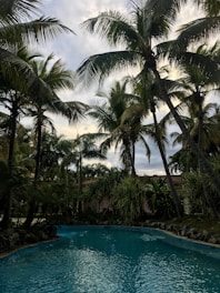 A sparkling blue pool surrounded by tropical plants under a sunny sky.