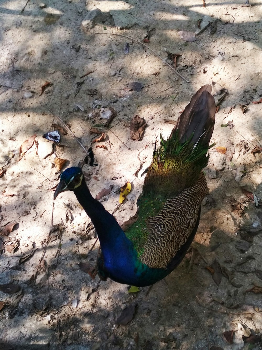 brown and blue peacock