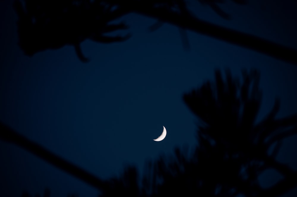 the moon is seen through the branches of a tree