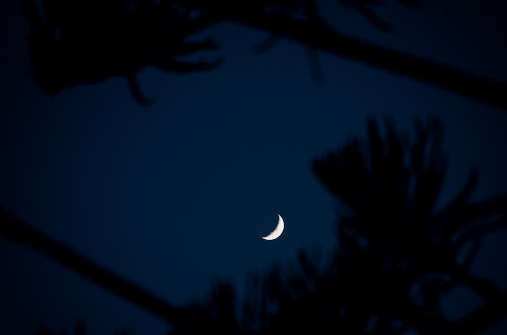 a lua é vista através dos galhos de uma árvore
