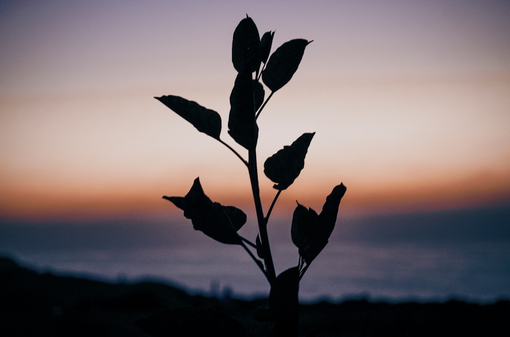 silhouette of plant