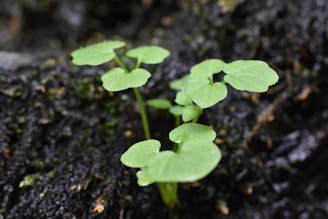 Close-up of fresh green leaves growing on a vertical garden attached to a rooftop.