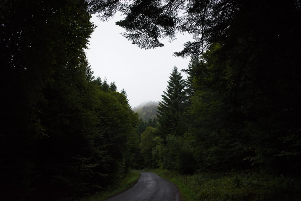 concrete pathway and pine trees