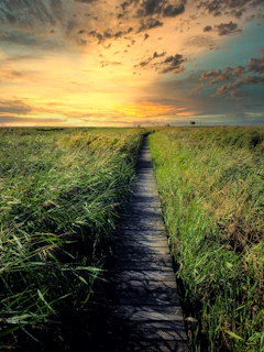 brown dock beside bushes