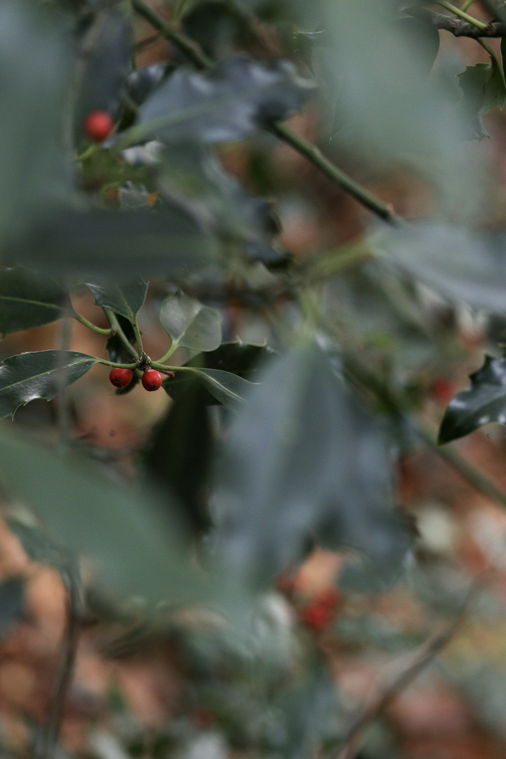 green bush plant