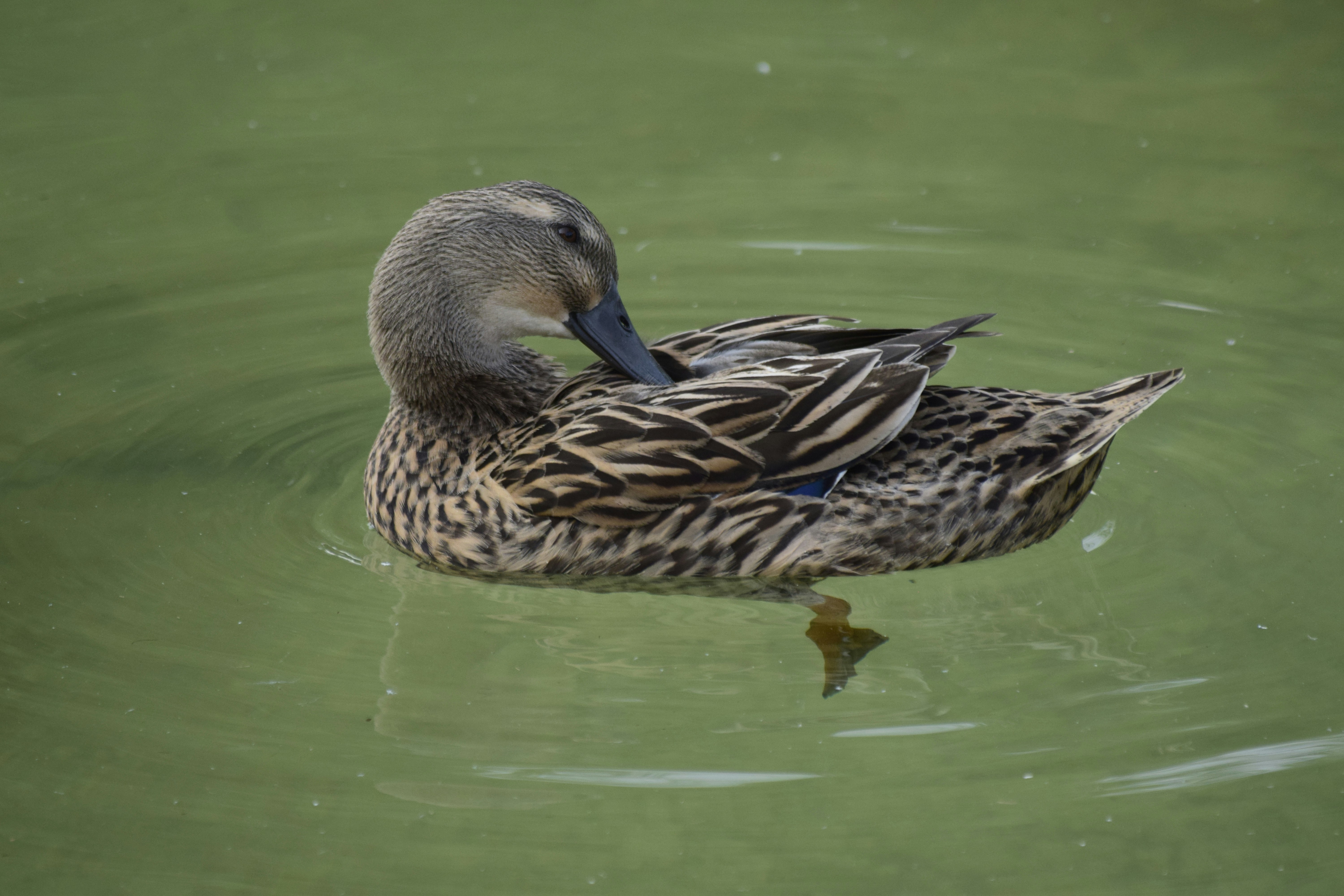 Brown and grey duck photograph photo Free Pakistan Image on Unsplash