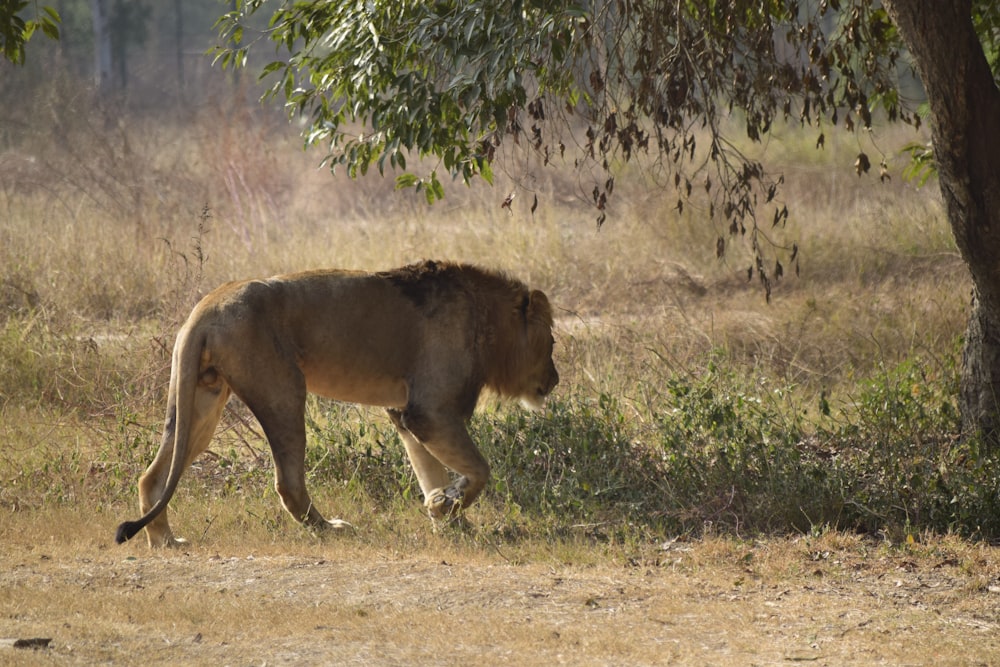lion photograph