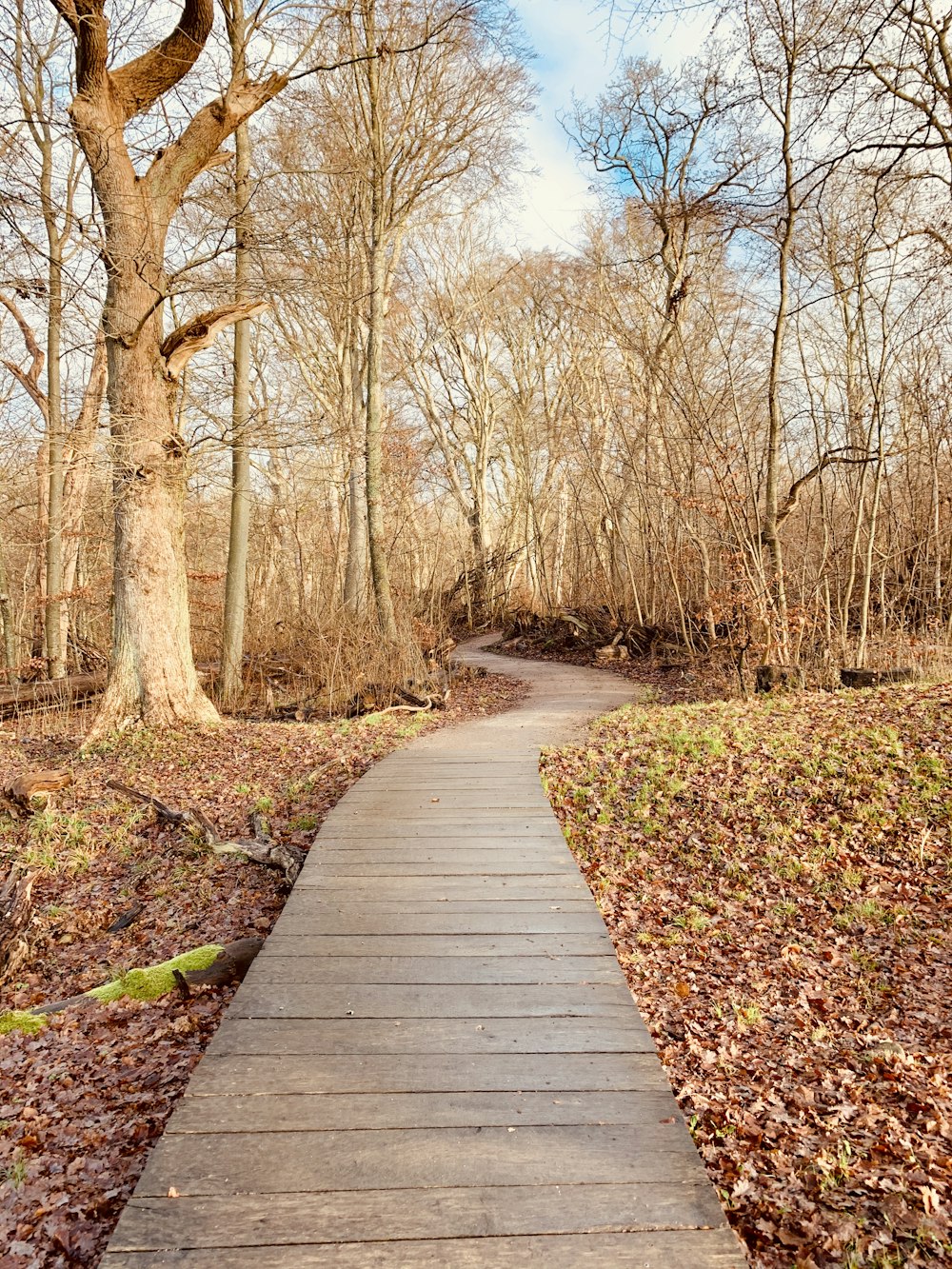 brown wooden pathway