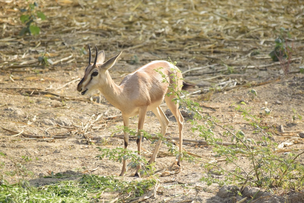 brown deer photograph