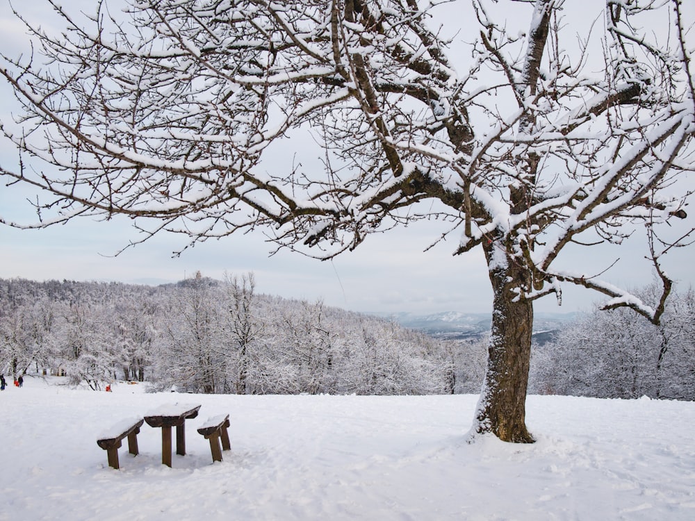 albero nudo di legno marrone ghiacciato