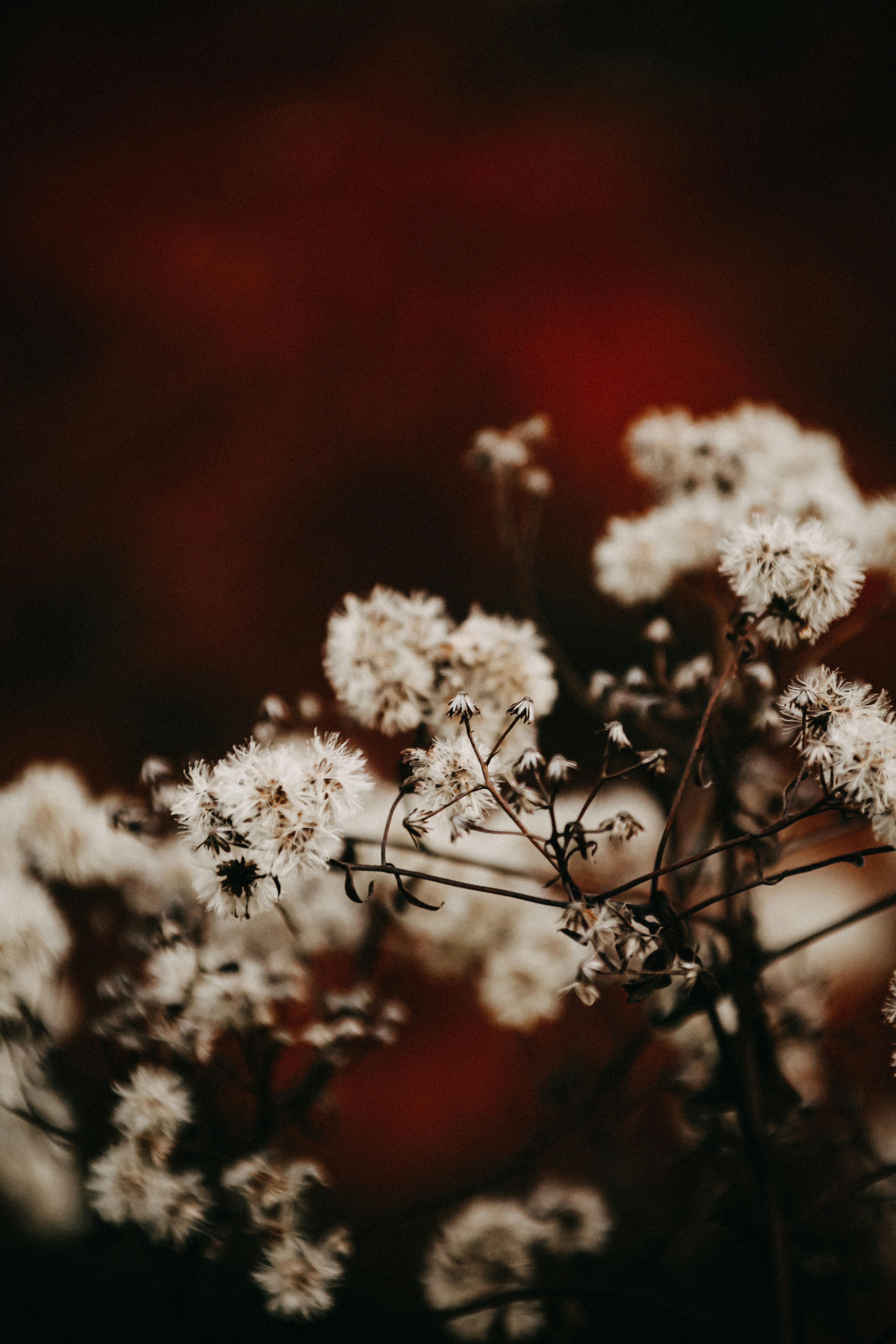 Photo by schmollo_91