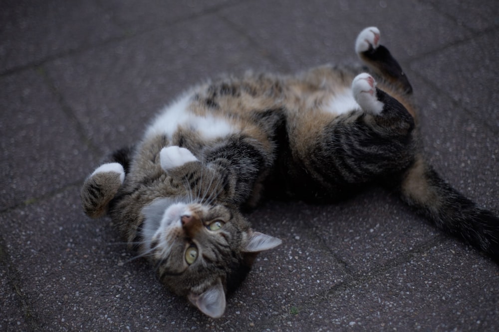 brown and white coated cat