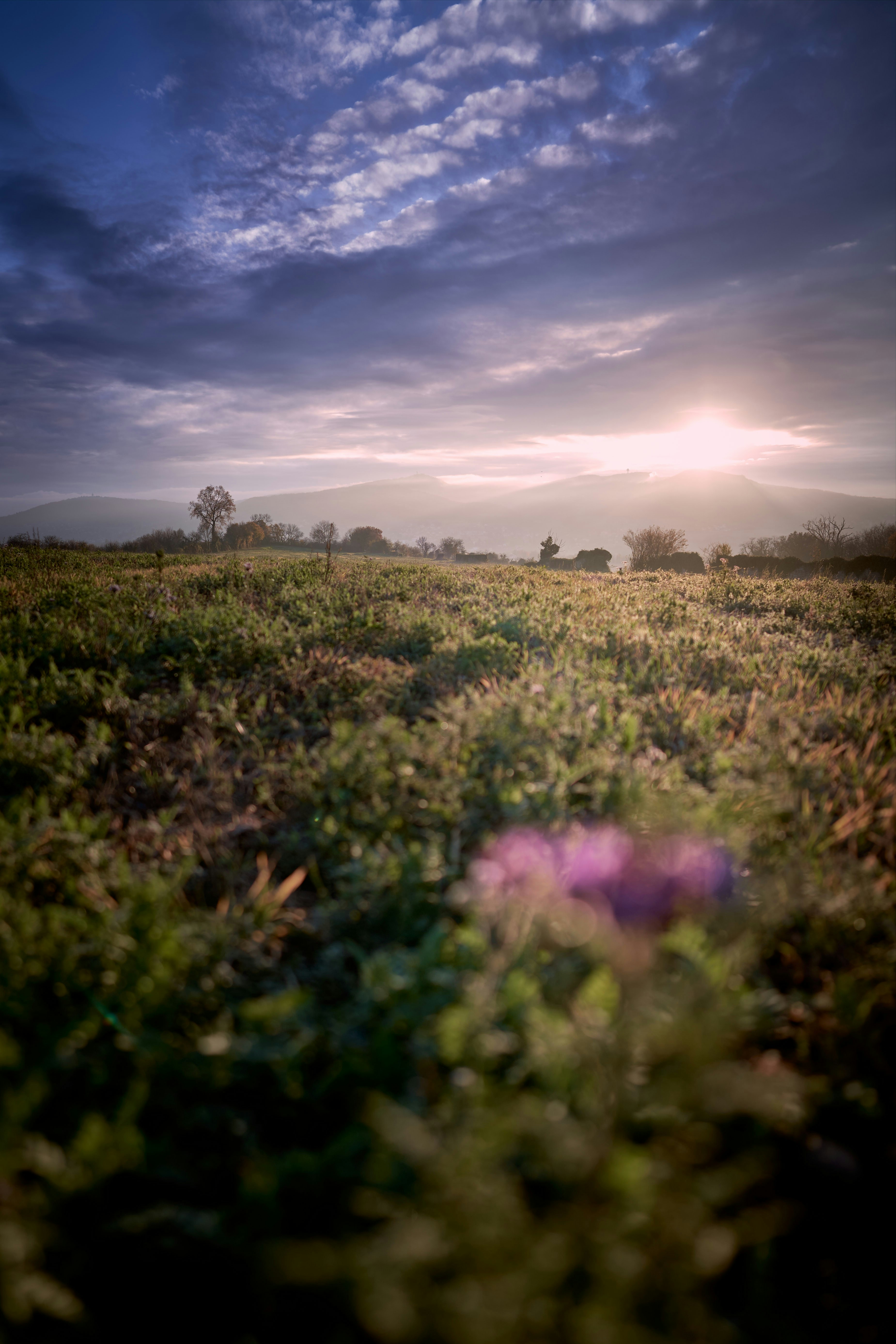 champ de fleurs