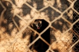 A dog sits inside a wooden kennel, viewed through a metal chain-link fence. The shadows of the fence create patterns on the kennel's surface, and the dog has a relaxed expression with its mouth slightly open.