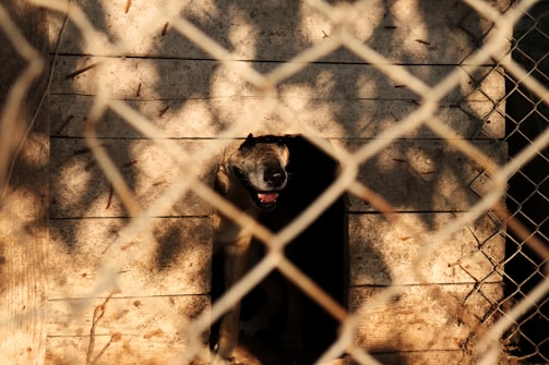 A dog sits inside a wooden kennel, viewed through a metal chain-link fence. The shadows of the fence create patterns on the kennel's surface, and the dog has a relaxed expression with its mouth slightly open.
