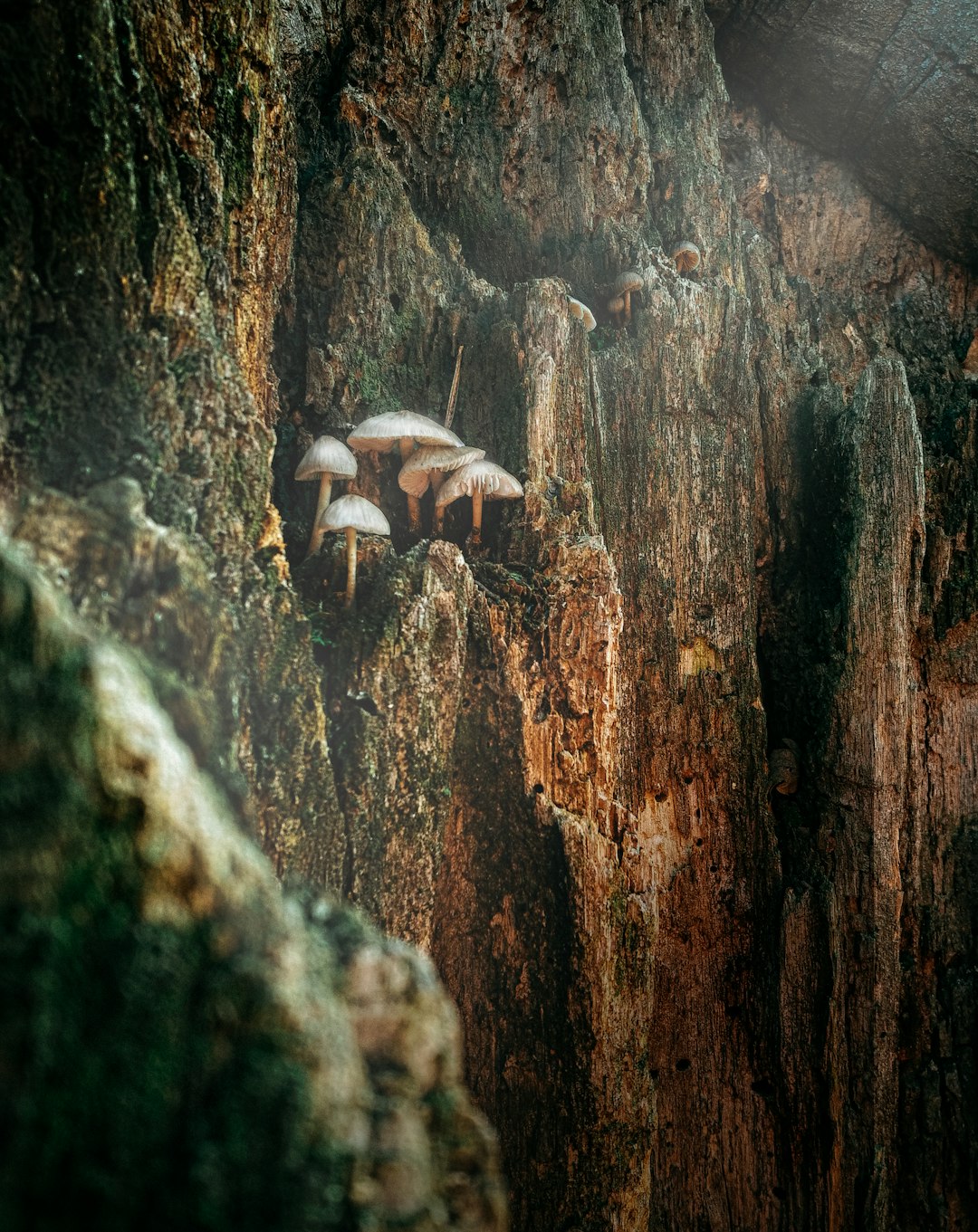 white mushroom on rock