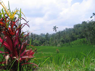 A vibrant farm landscape showing vanilla and tobacco plants under natural sunlight in East Java.