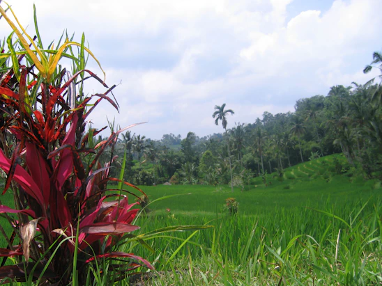 A vibrant farm landscape showing vanilla and tobacco plants under natural sunlight in East Java.