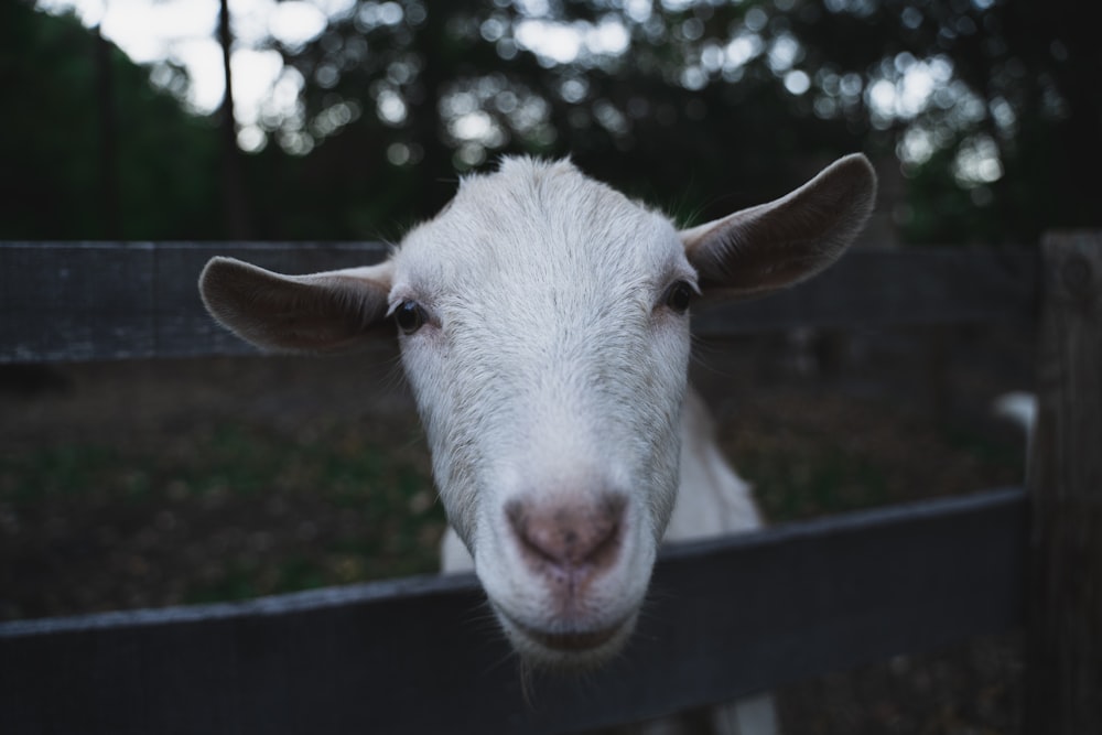 portrait of white goat