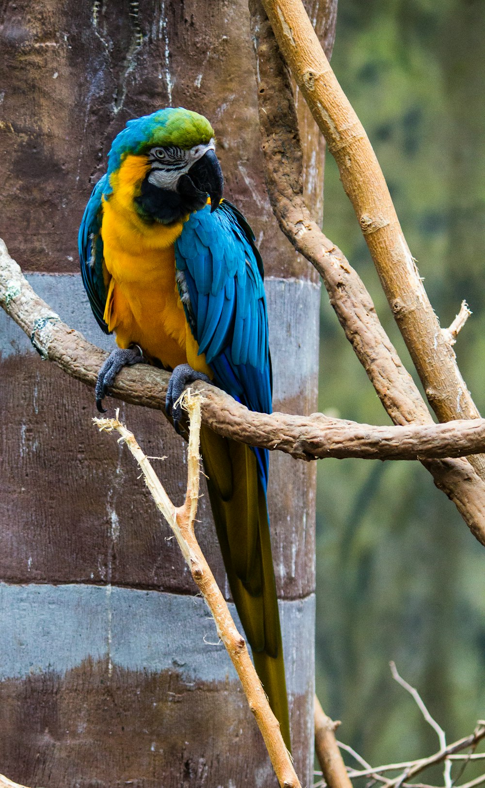 blue, yellow, and green macaw