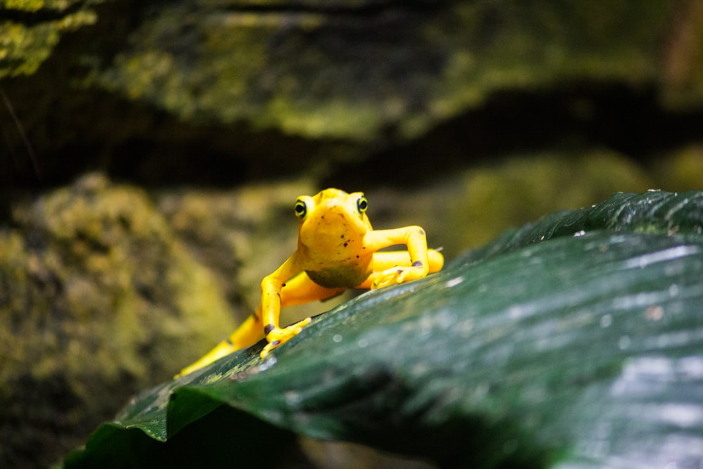 yellow lizard