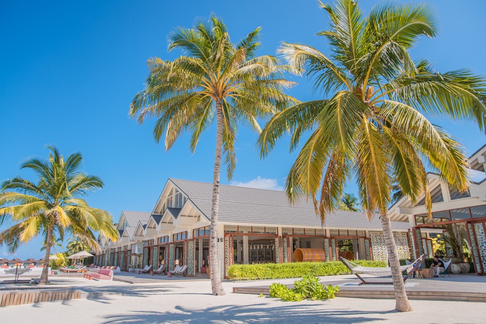 gray and white houses and green palm trees