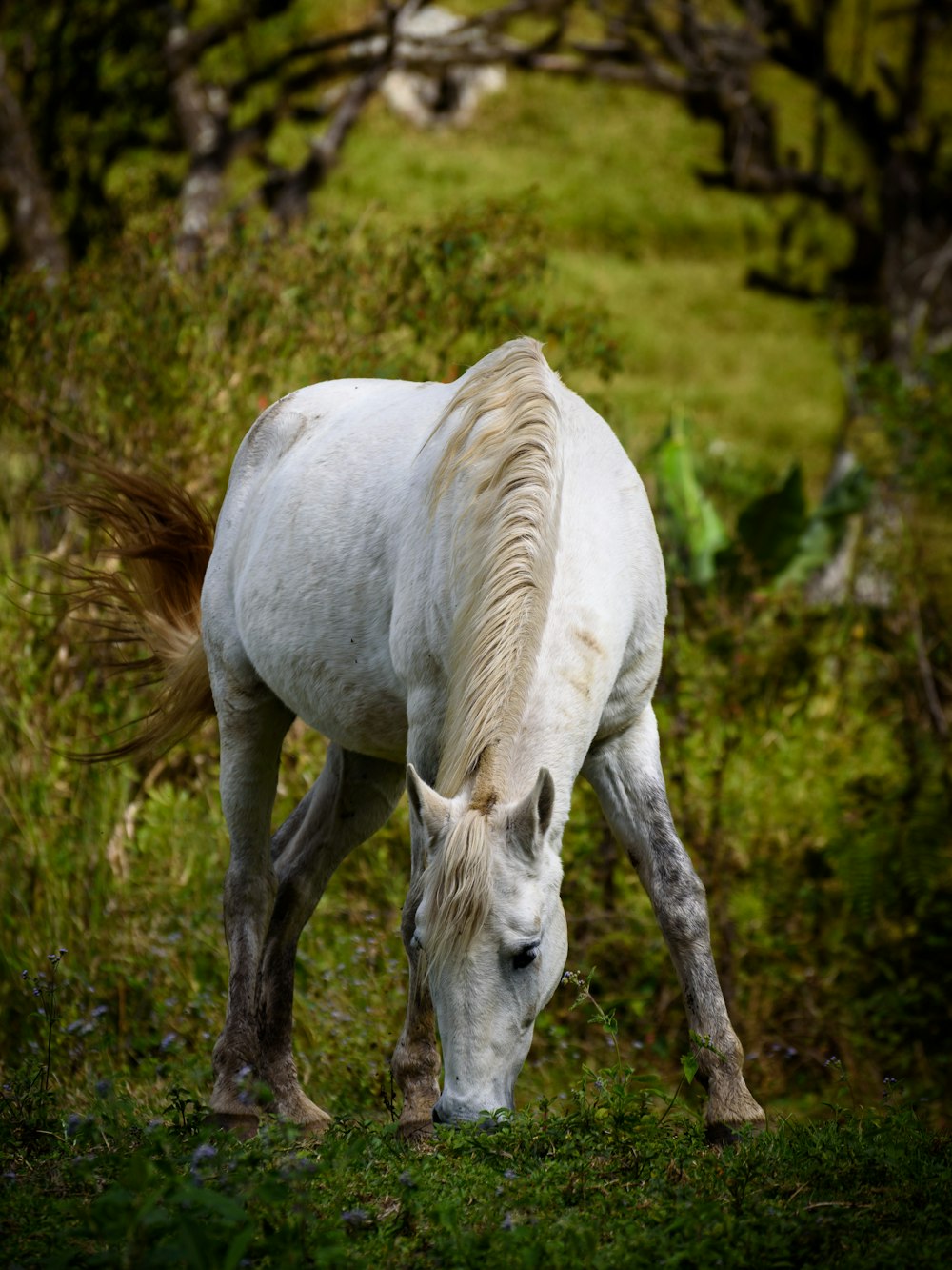 white horse eating grass