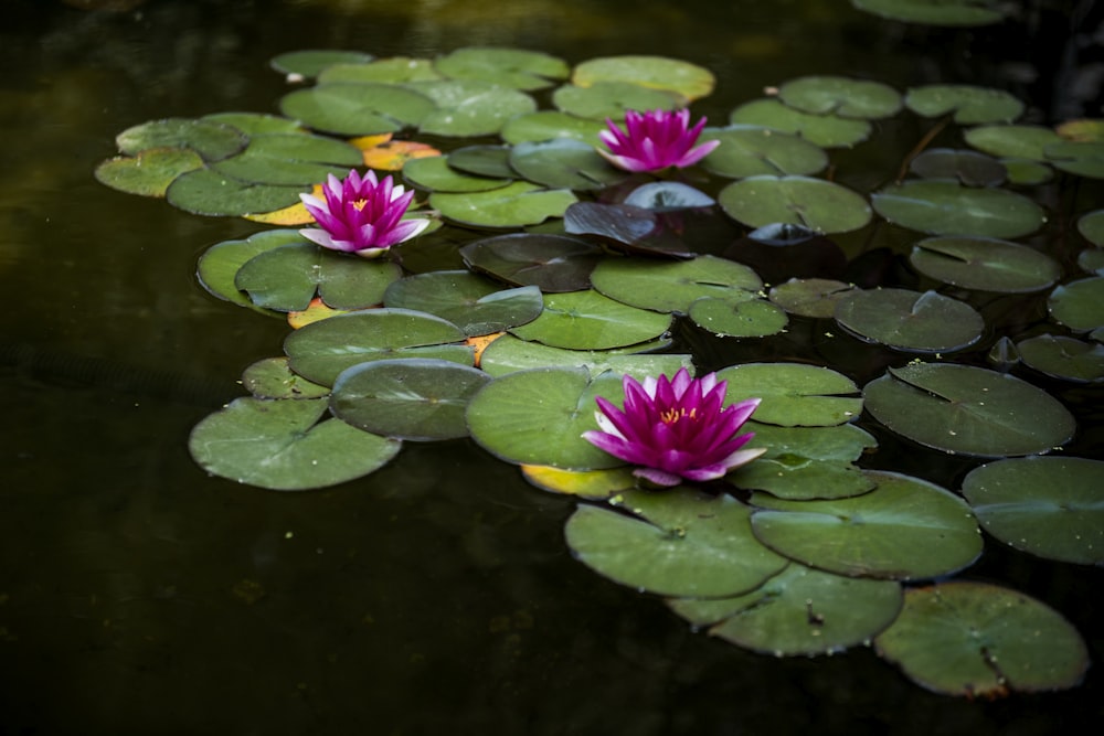 three pink water lilies