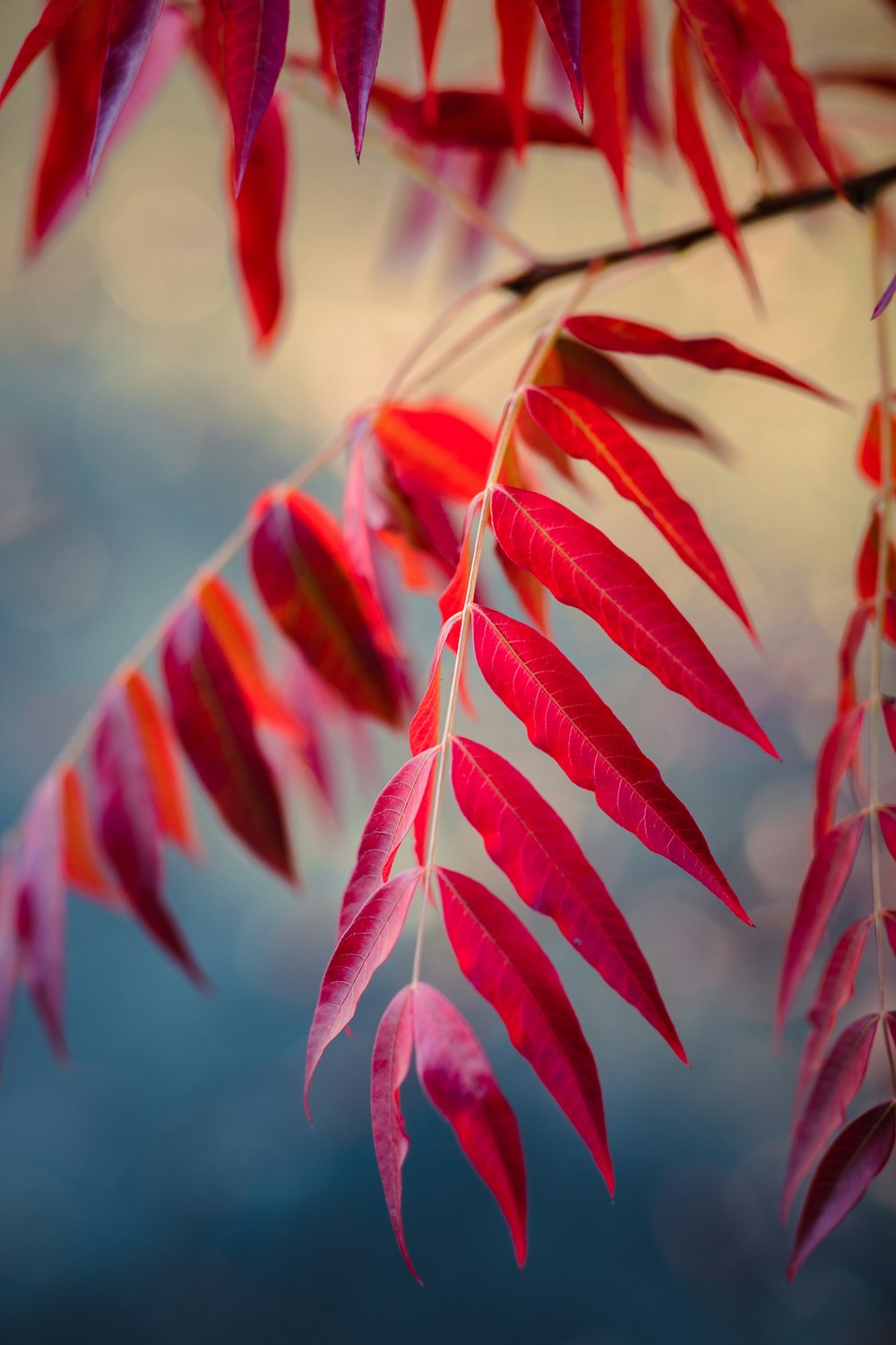 red leafed plant