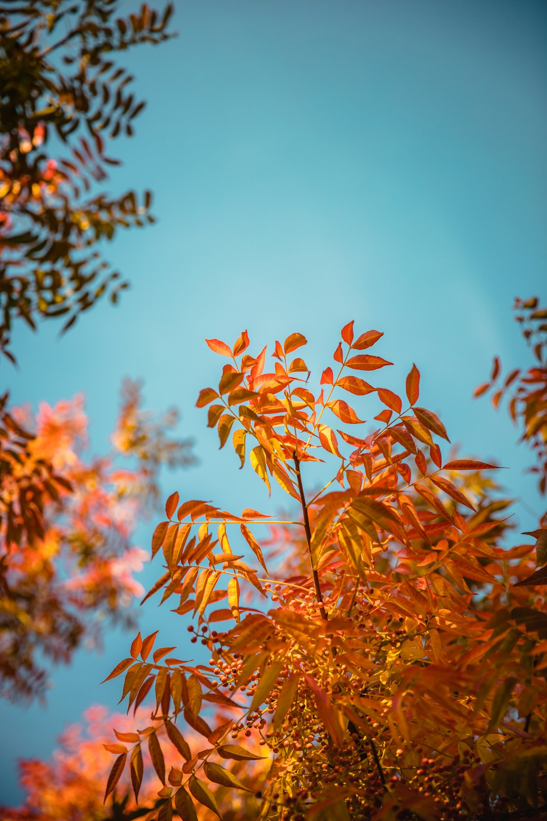 green leaf