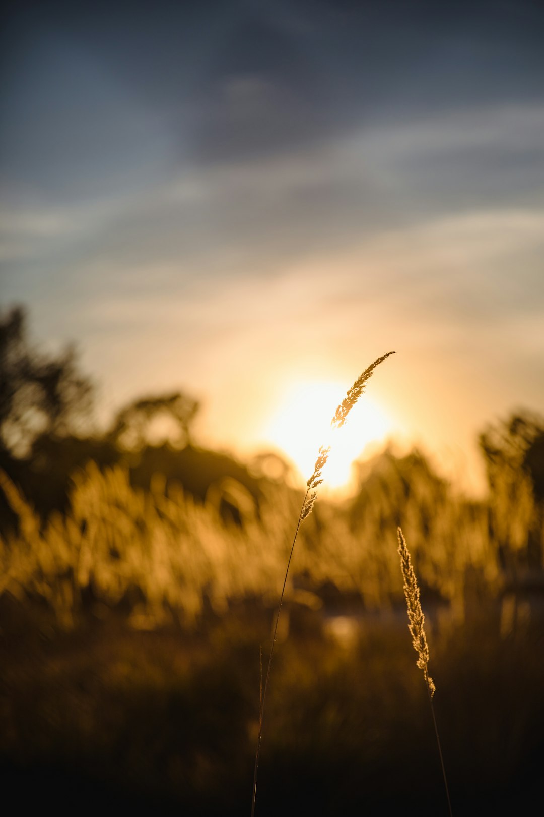 field of grass