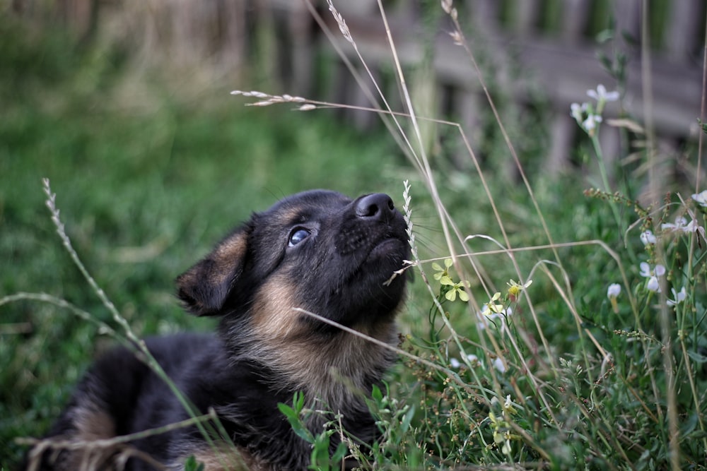 tan and black puppy