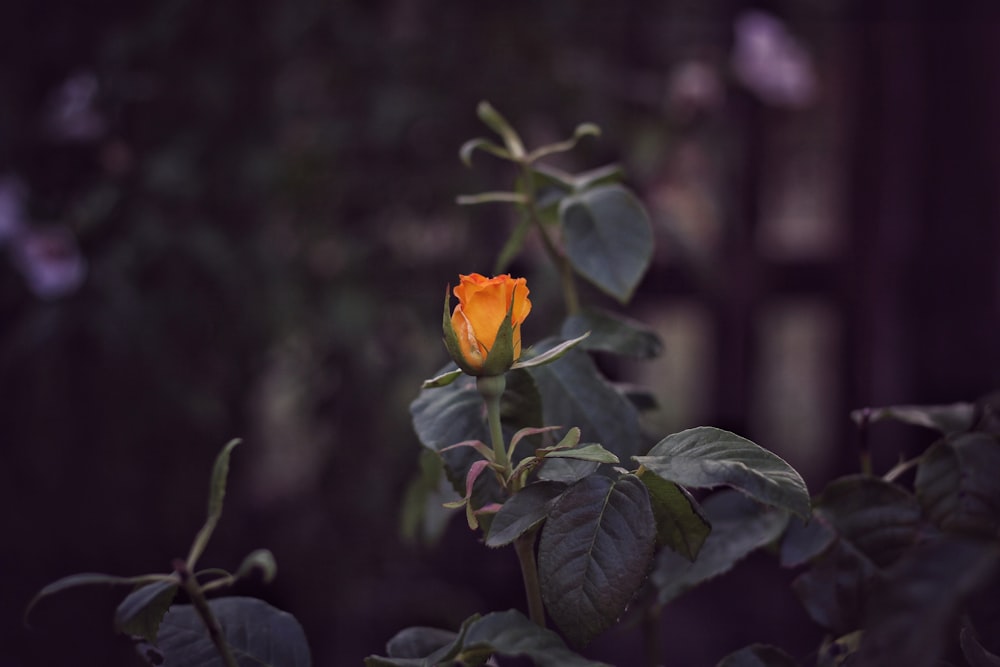 yellow rose flower in bloom