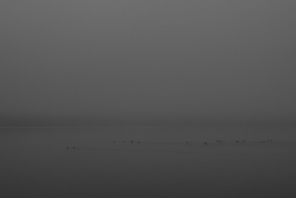 a black and white photo of birds on a foggy day