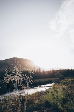 grasses beside river
