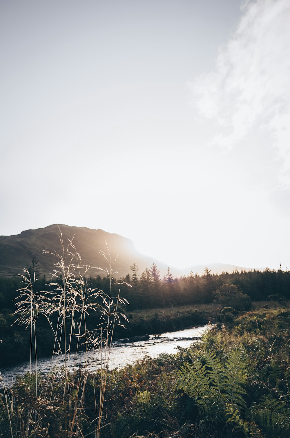 grasses beside river