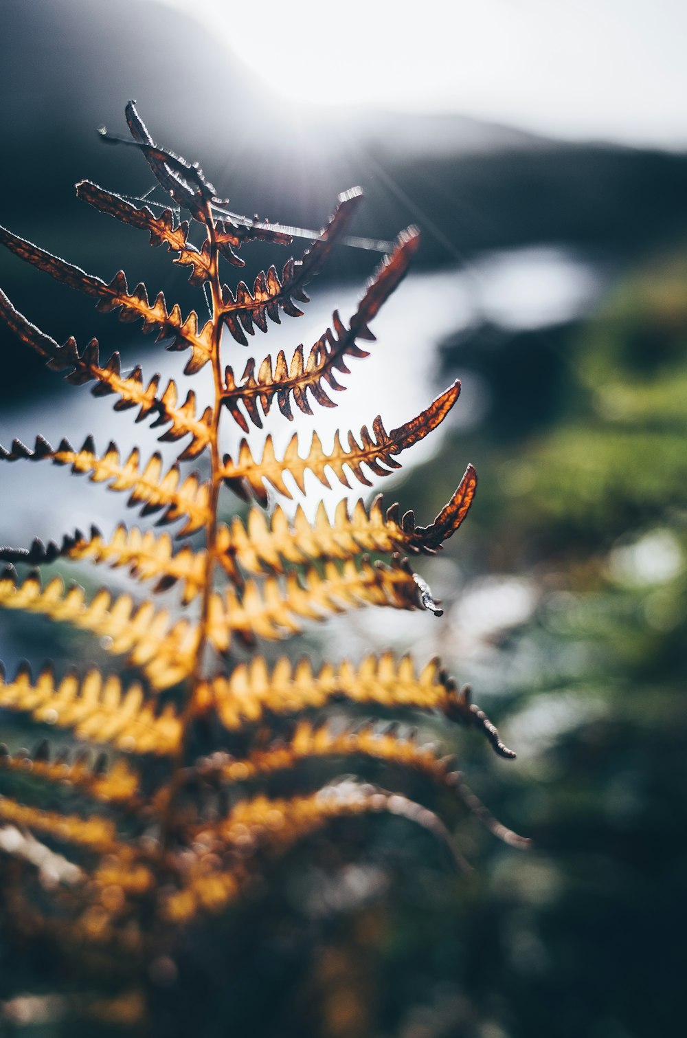 brown leaf