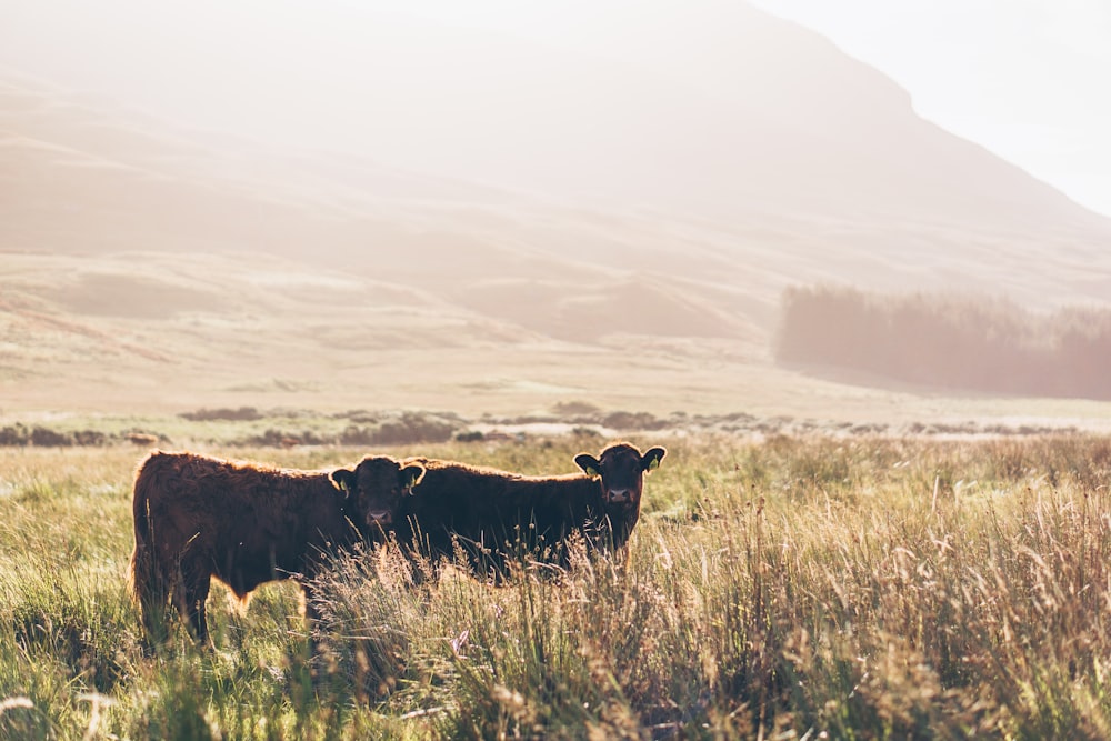 two black cattle on field