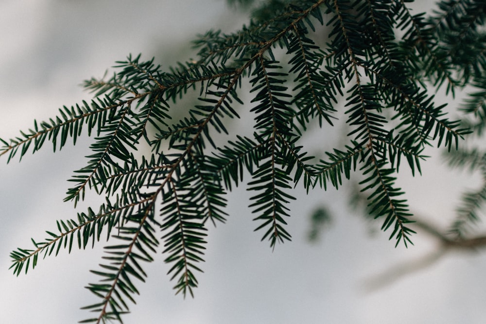 a close up of a branch of a tree