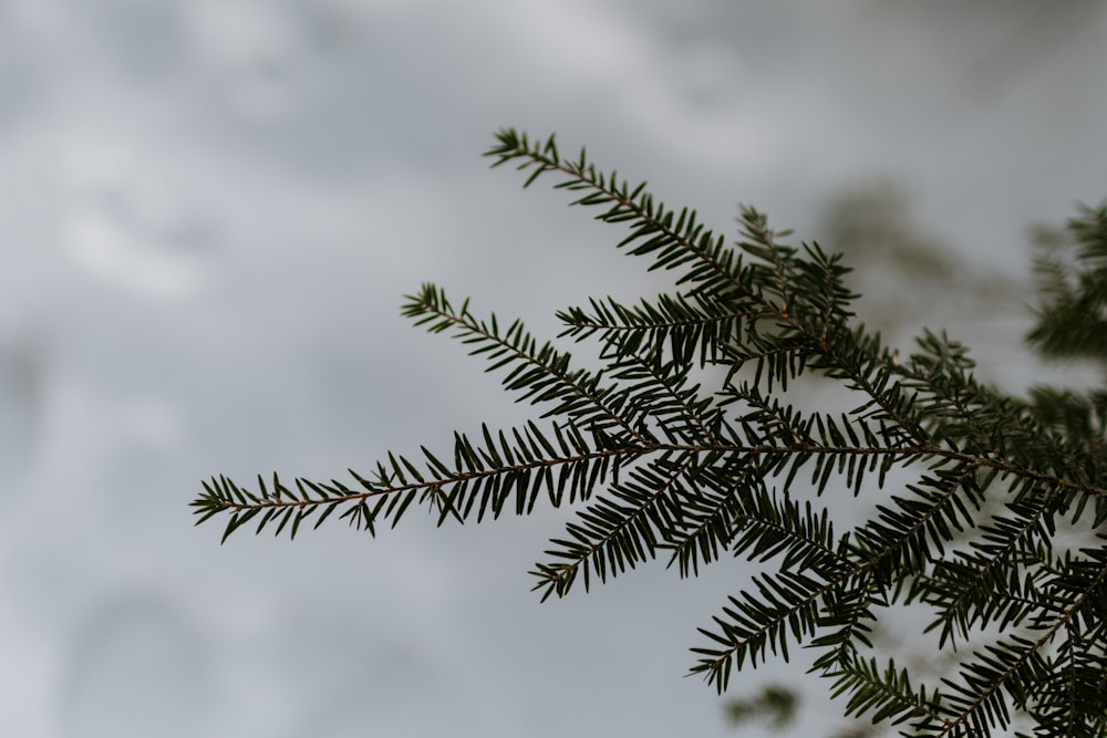 green fern tree