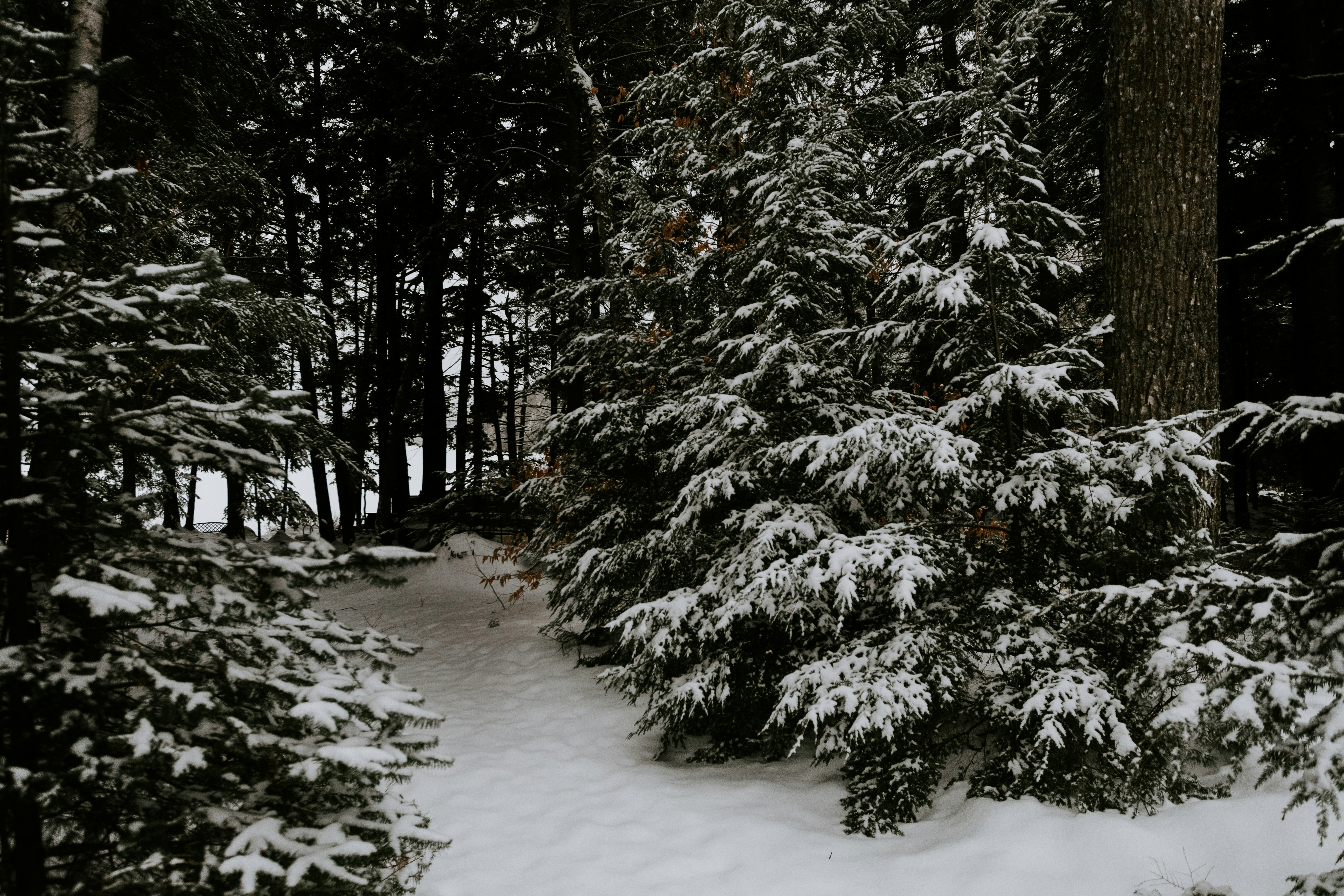 snow covered trees and field